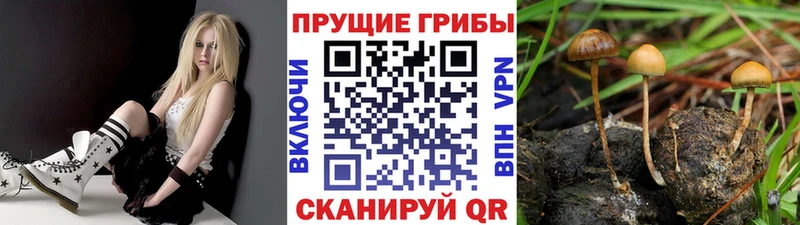 Псилоцибиновые грибы мицелий  дарнет шоп  кракен онион  Нюрба 